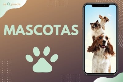 mascotas