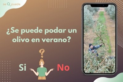 ¿Se puede podar un olivo en verano